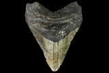 Fossil Megalodon Tooth - North Carolina #108967-1